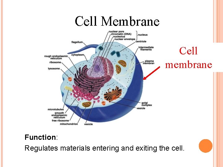 Cell Membrane Cell membrane Function: Regulates materials entering and exiting the cell. 