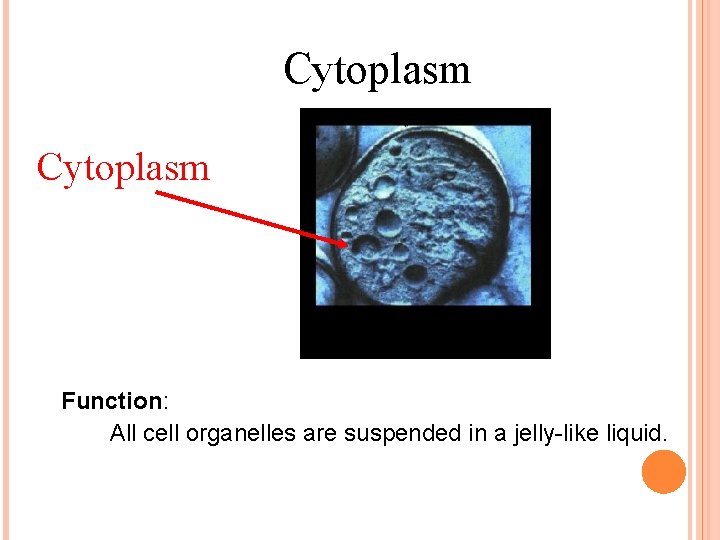 Cytoplasm Function: All cell organelles are suspended in a jelly-like liquid. 