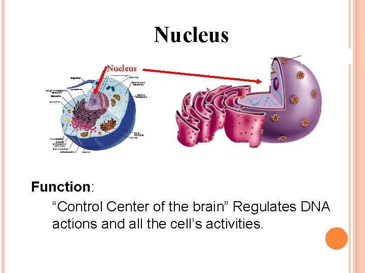 Nucleus Function: “Control Center of the brain” Regulates DNA actions and all the cell’s