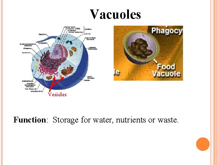 Vacuoles Vesicles Function: Storage for water, nutrients or waste. 