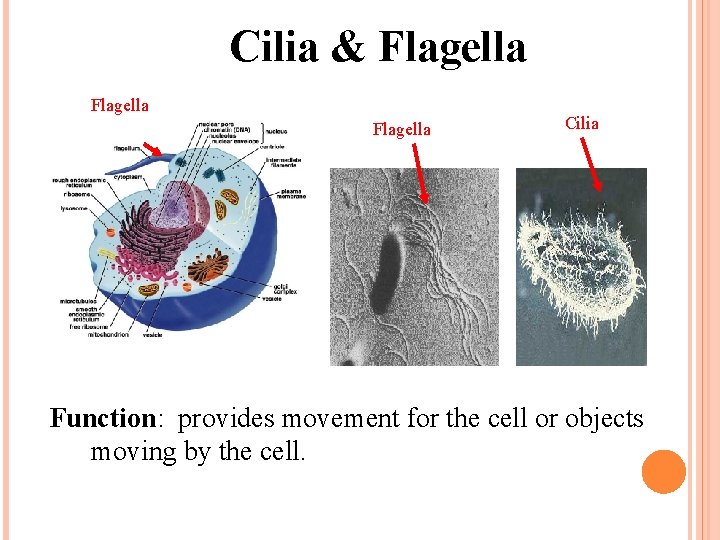 Cilia & Flagella Cilia Function: provides movement for the cell or objects moving by