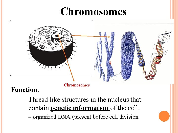Chromosomes Function: Thread like structures in the nucleus that contain genetic information of the