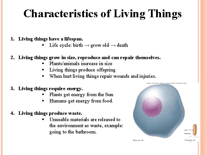 Characteristics of Living Things 1. Living things have a lifespan. § Life cycle: birth