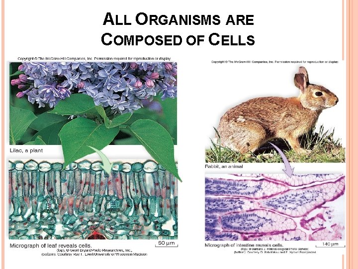 ALL ORGANISMS ARE COMPOSED OF CELLS 