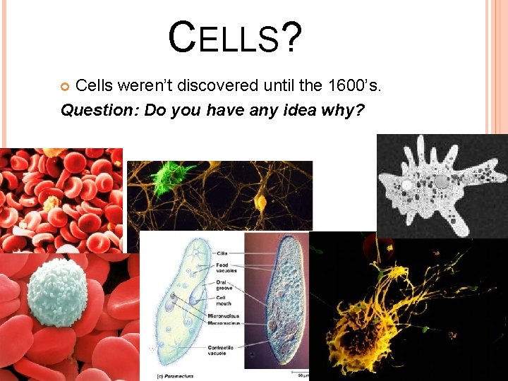 CELLS? Cells weren’t discovered until the 1600’s. Question: Do you have any idea why?