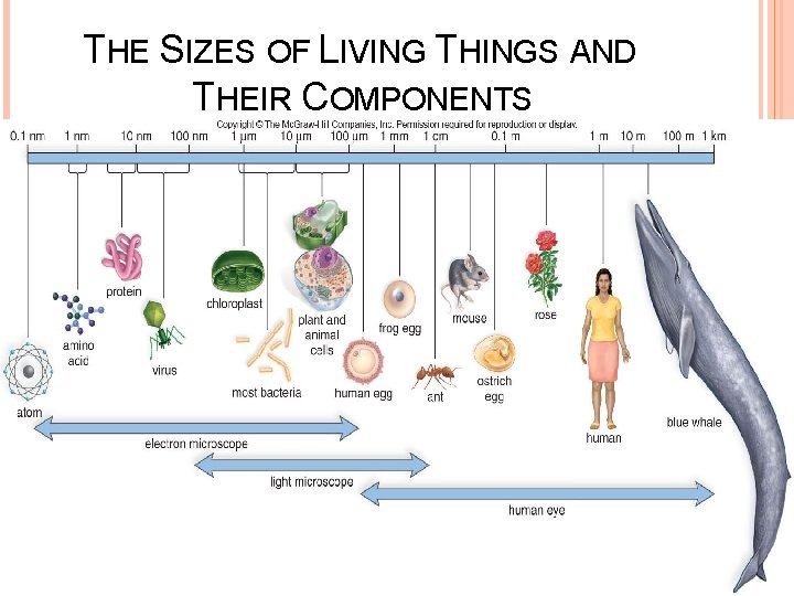 THE SIZES OF LIVING THINGS AND THEIR COMPONENTS 