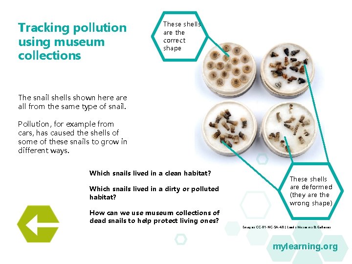 Tracking pollution using museum collections These shells are the correct shape The snail shells Tracking pollution using museum collections These shells are the correct shape The snail shells
