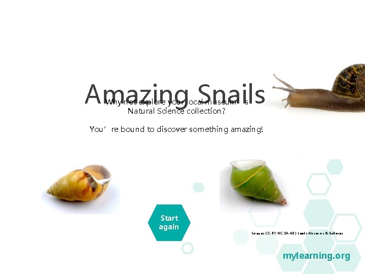 Amazing Snails Why not explore your local museum’s Natural Science collection? You’re bound to Amazing Snails Why not explore your local museum’s Natural Science collection? You’re bound to