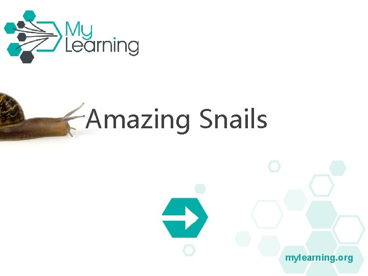 Amazing Snails mylearning. org Amazing Snails mylearning. org