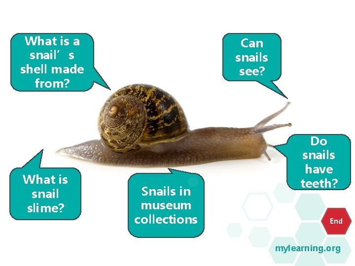What is a snail’s shell made from? What is snail slime? Can snails see? What is a snail’s shell made from? What is snail slime? Can snails see?