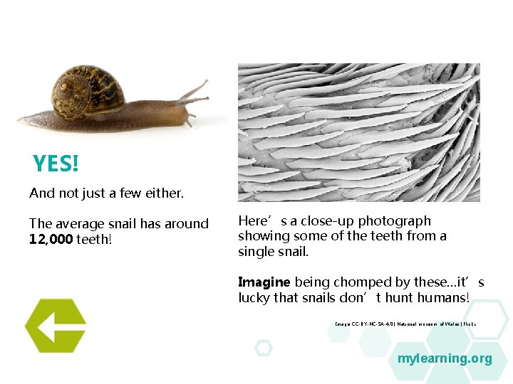 YES! And not just a few either. The average snail has around 12, 000 YES! And not just a few either. The average snail has around 12, 000