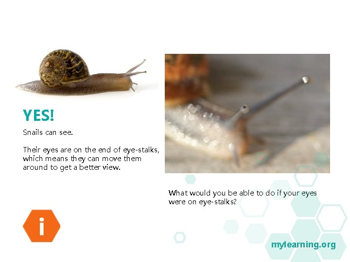 YES! Snails can see. Their eyes are on the end of eye-stalks, which means YES! Snails can see. Their eyes are on the end of eye-stalks, which means