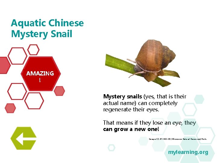 Aquatic Chinese Mystery Snail AMAZING ! Mystery snails (yes, that is their actual name) Aquatic Chinese Mystery Snail AMAZING ! Mystery snails (yes, that is their actual name)