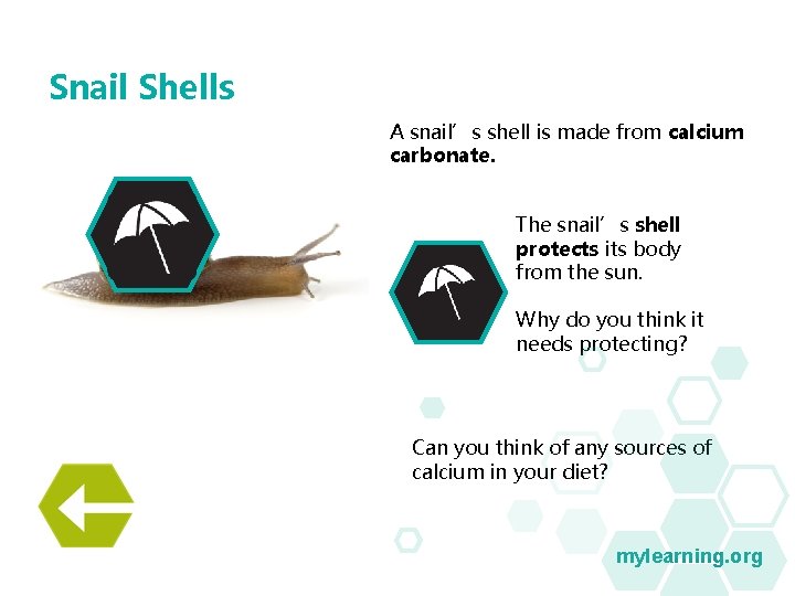Snail Shells A snail’s shell is made from calcium carbonate. The snail’s shell protects Snail Shells A snail’s shell is made from calcium carbonate. The snail’s shell protects
