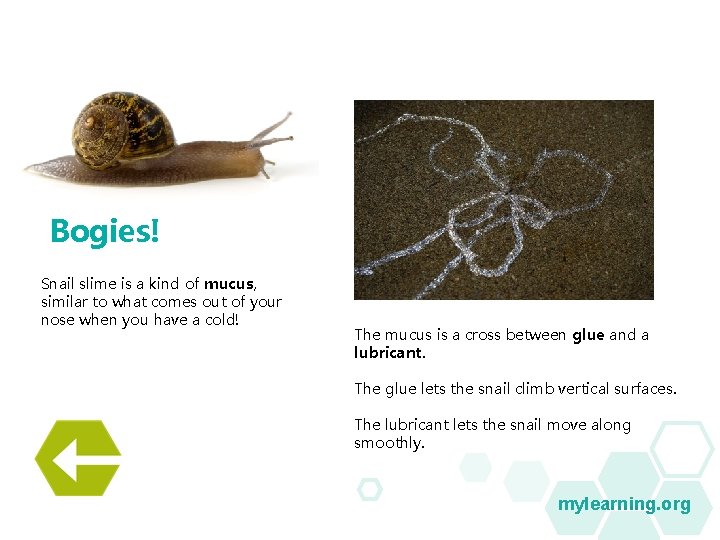 Bogies! Snail slime is a kind of mucus, similar to what comes out of Bogies! Snail slime is a kind of mucus, similar to what comes out of