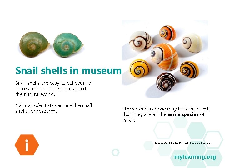 Snail shells in museums Snail shells are easy to collect and store and can Snail shells in museums Snail shells are easy to collect and store and can