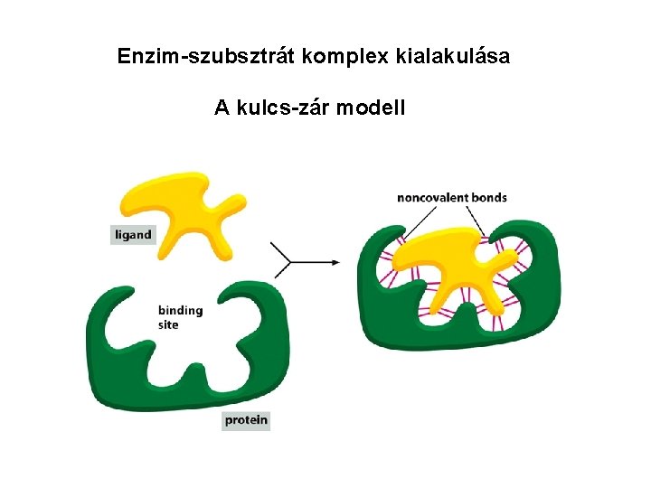 Enzim-szubsztrát komplex kialakulása A kulcs-zár modell 