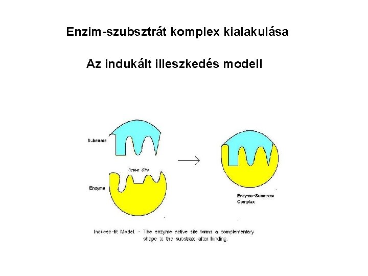 Enzim-szubsztrát komplex kialakulása Az indukált illeszkedés modell 