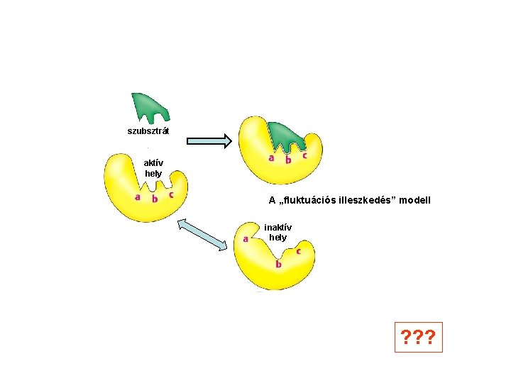 szubsztrát aktív hely A „fluktuációs illeszkedés” modell inaktív hely ? ? ? 