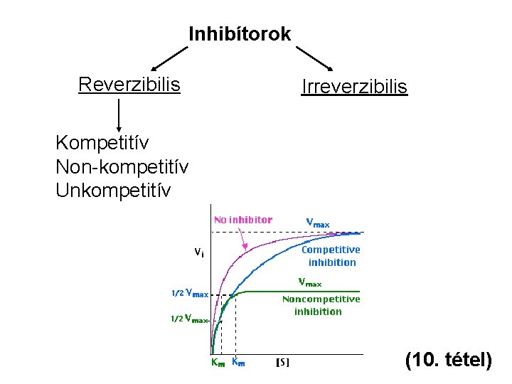 Inhibítorok Reverzibilis Irreverzibilis Kompetitív Non-kompetitív Unkompetitív (10. tétel) 