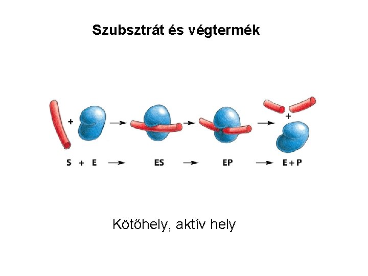 Szubsztrát és végtermék Kötőhely, aktív hely 