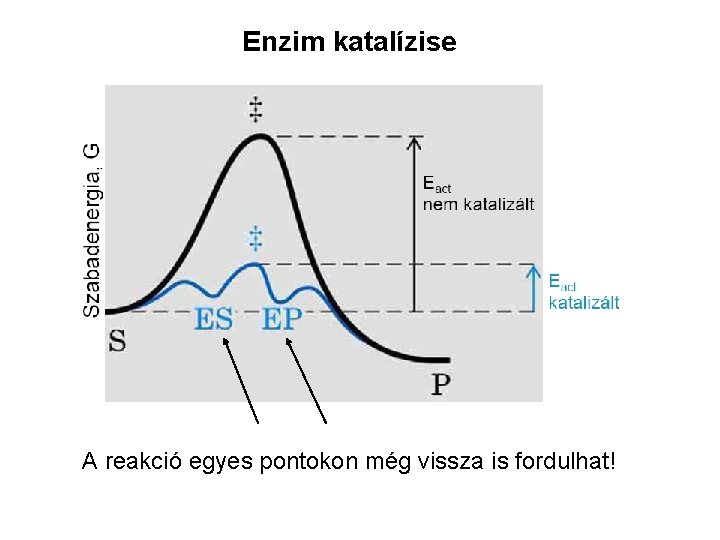 Enzim katalízise A reakció egyes pontokon még vissza is fordulhat! 