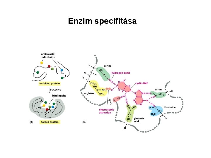 Enzim specifitása 