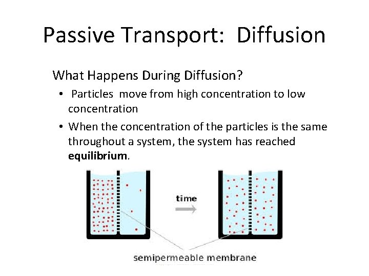 Passive Transport: Diffusion What Happens During Diffusion? • Particles move from high concentration to