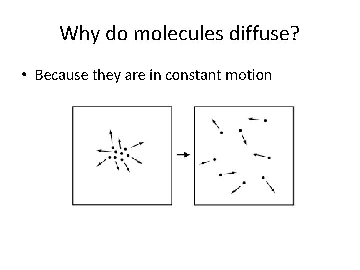 Why do molecules diffuse? • Because they are in constant motion 