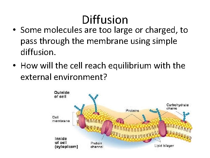 Diffusion • Some molecules are too large or charged, to pass through the membrane
