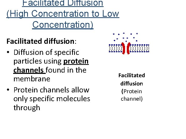 Facilitated Diffusion (High Concentration to Low Concentration) Facilitated diffusion: • Diffusion of specific particles