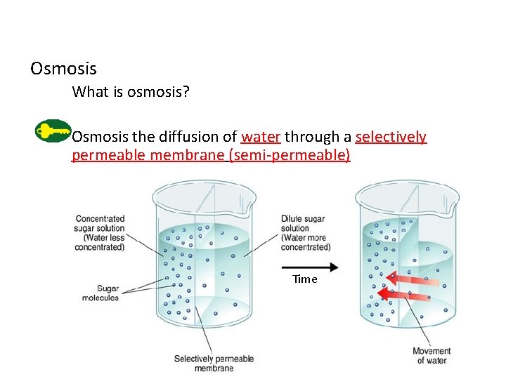 Osmosis What is osmosis? Osmosis the diffusion of water through a selectively permeable membrane