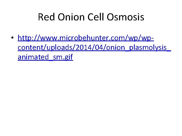 Red Onion Cell Osmosis • http: //www. microbehunter. com/wp/wpcontent/uploads/2014/04/onion_plasmolysis_ animated_sm. gif 