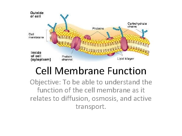Cell Membrane Function Objective: To be able to understand the function of the cell