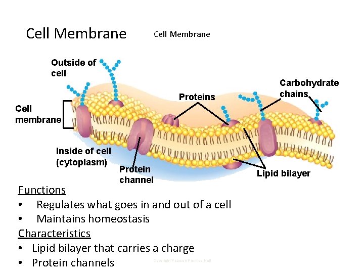 Cell Membrane Outside of cell Proteins Carbohydrate chains Cell membrane Inside of cell (cytoplasm)