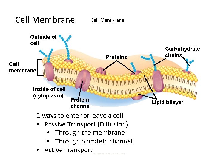 Cell Membrane Outside of cell Proteins Carbohydrate chains Cell membrane Inside of cell (cytoplasm)