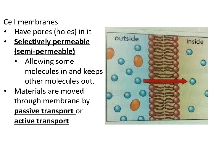 Cell membranes • Have pores (holes) in it • Selectively permeable (semi-permeable) • Allowing