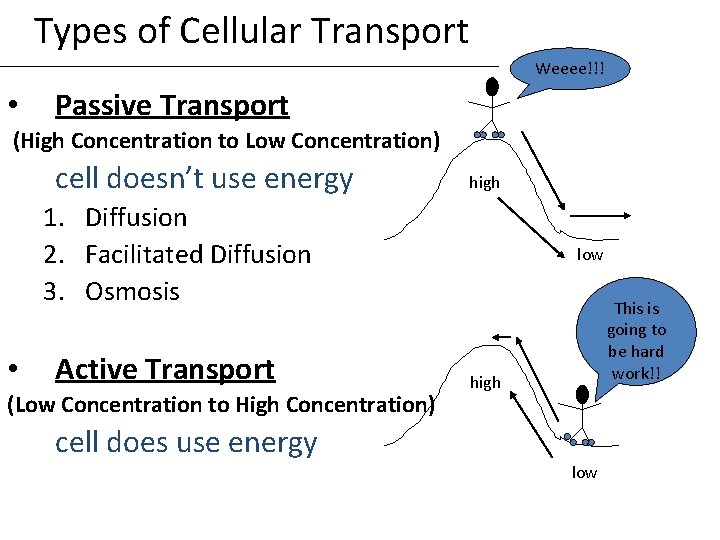 Types of Cellular Transport Weeee!!! • Passive Transport (High Concentration to Low Concentration) cell