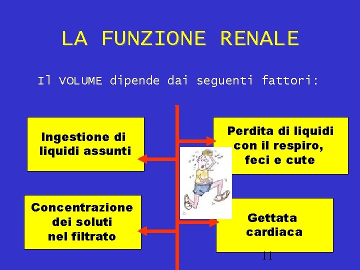 LA FUNZIONE RENALE Il VOLUME dipende dai seguenti fattori: Ingestione di liquidi assunti Concentrazione