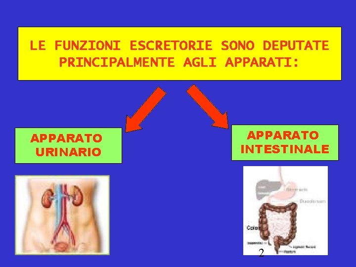 LE FUNZIONI ESCRETORIE SONO DEPUTATE PRINCIPALMENTE AGLI APPARATI: APPARATO URINARIO APPARATO INTESTINALE 2 