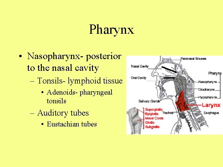 Pharynx • Nasopharynx- posterior to the nasal cavity – Tonsils- lymphoid tissue • Adenoids-