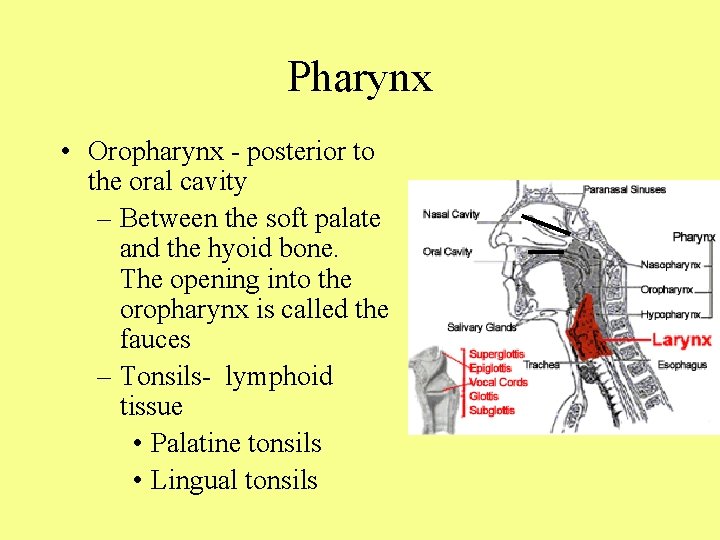 Pharynx • Oropharynx - posterior to the oral cavity – Between the soft palate