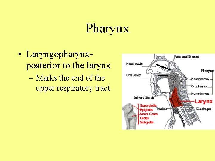 Pharynx • Laryngopharynx- posterior to the larynx – Marks the end of the upper