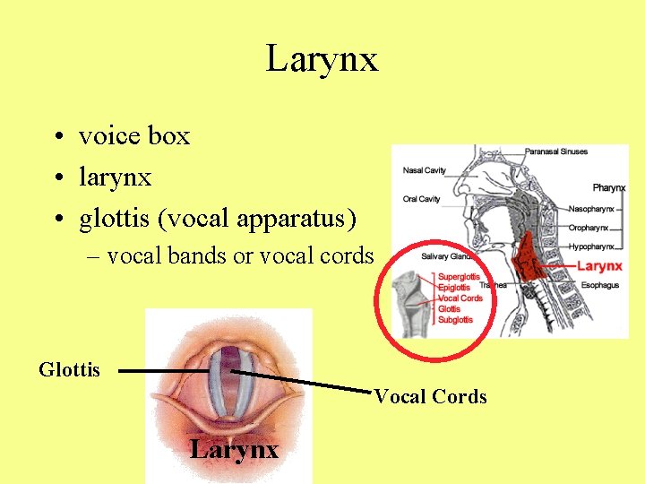 Larynx • voice box • larynx • glottis (vocal apparatus) – vocal bands or