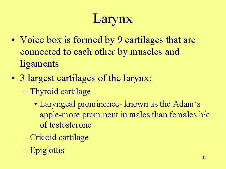 Larynx • Voice box is formed by 9 cartilages that are connected to each