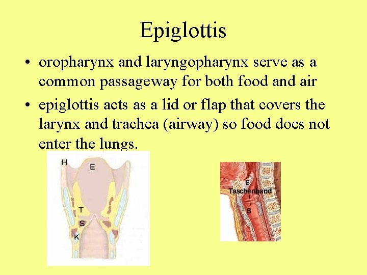 Epiglottis • oropharynx and laryngopharynx serve as a common passageway for both food and