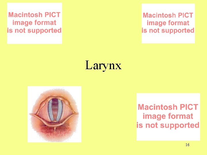 Larynx 16 