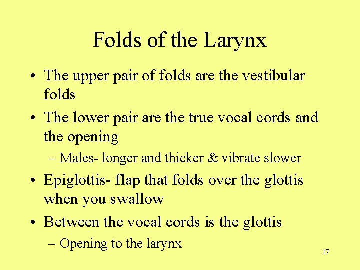Folds of the Larynx • The upper pair of folds are the vestibular folds
