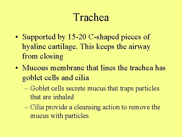 Trachea • Supported by 15 -20 C-shaped pieces of hyaline cartilage. This keeps the