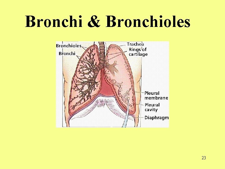 Bronchi & Bronchioles 23 